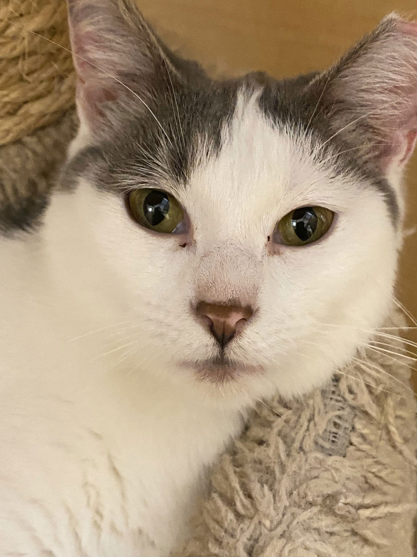 Sugar  Domestic Short Hair (short coat) Female