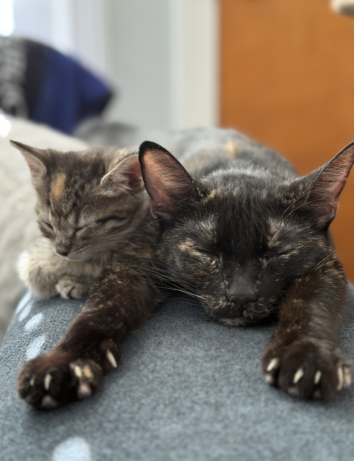 MIMZY - Domestic Short Hair available for adoption
