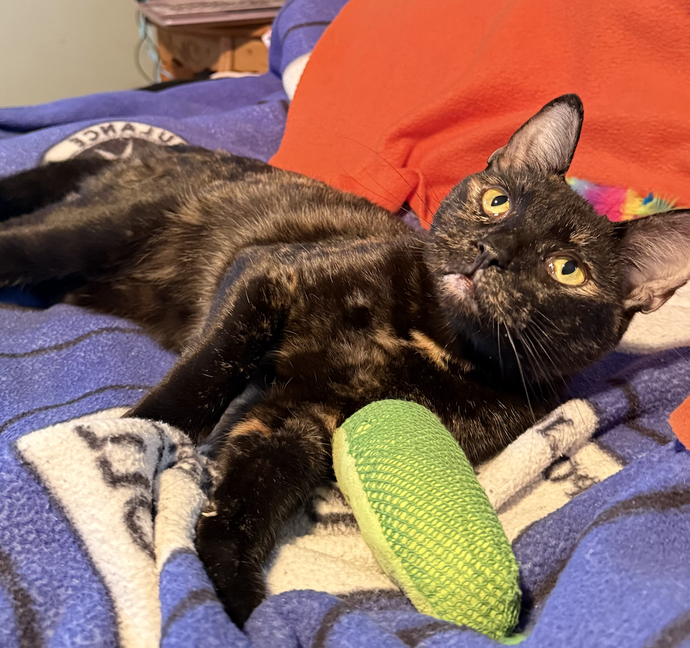 Mimzy  Domestic Short Hair (short coat) Female