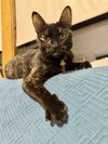 Mimzy - Photo 2