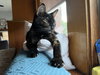 Mimzy - Photo 5