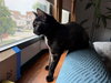 Mimzy - Photo 4