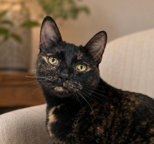 MIMZY - Domestic Short Hair for adoption in Naperville