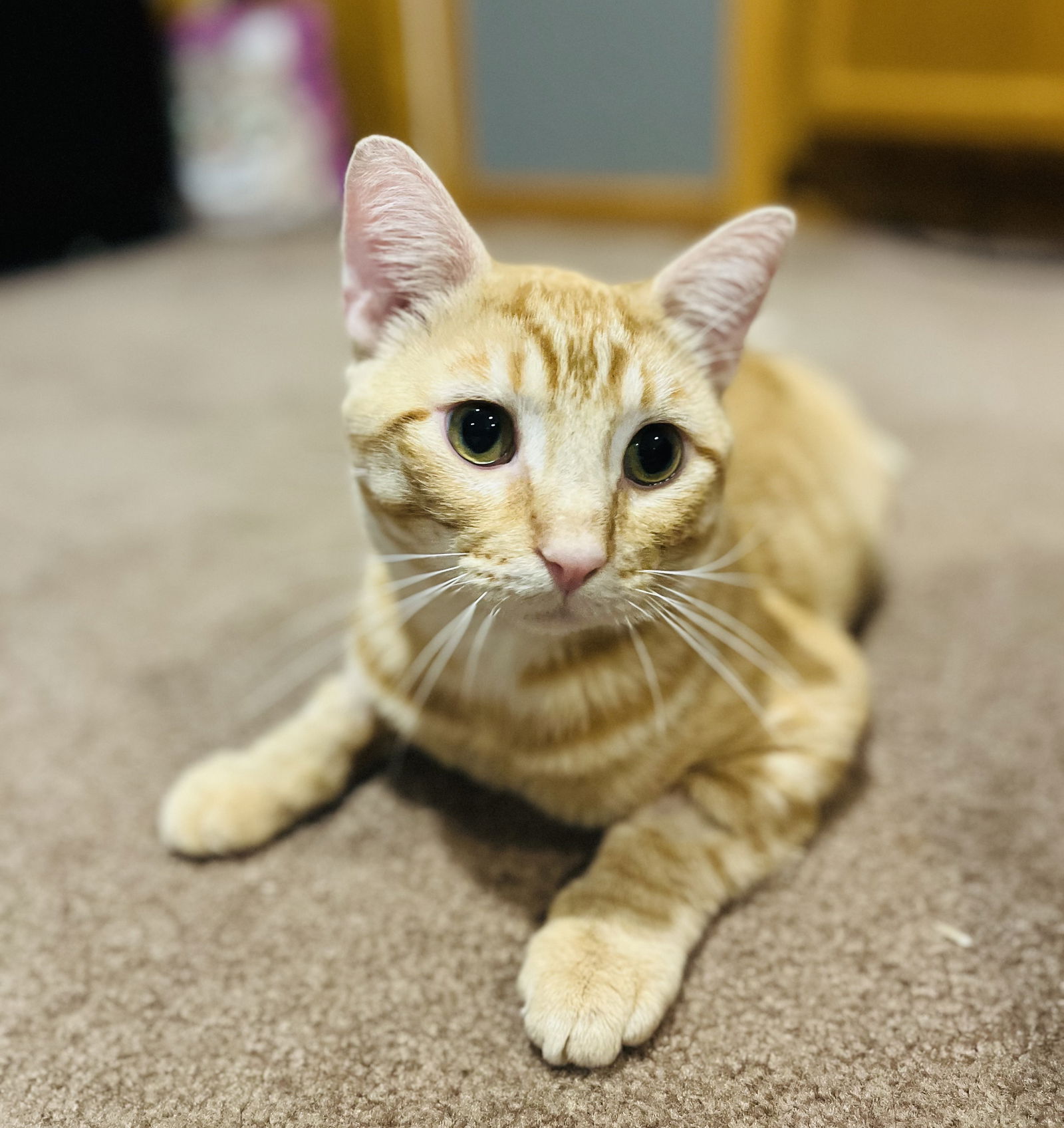 Nyx  Domestic Short Hair (short coat) Male