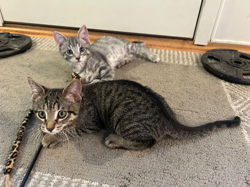 Jack & Mack (bonded pair)