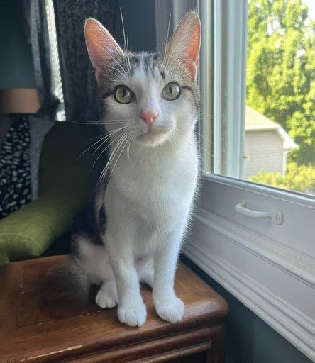 Reyna  Domestic Short Hair (short coat) Female