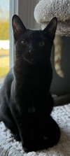 Jojo & FooFoo (bonded pair) - Photo 2