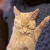 Jojo & FooFoo (bonded pair) - Photo 3