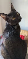 Jojo & FooFoo (bonded pair) - Photo 5