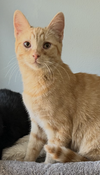 Jojo & FooFoo (bonded pair) - Photo 6