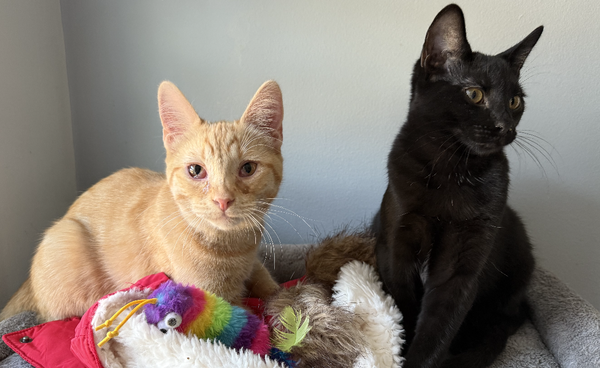 Jojo & FooFoo (bonded pair)