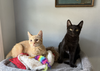 Jojo & FooFoo (bonded pair) - Photo 1