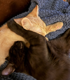 Jojo & FooFoo (bonded pair) - Photo 4