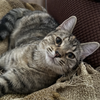 Coco & Fifi (bonded pair) - Photo 3