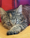 Coco & Fifi (bonded pair) - Photo 5