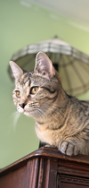 Coco & Fifi (bonded pair) - Photo 7