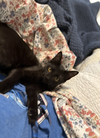 Coco & Fifi (bonded pair) - Photo 4