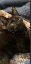 Coco & Fifi (bonded pair) - Photo 8