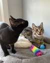 Coco & Fifi (bonded pair) - Photo 2