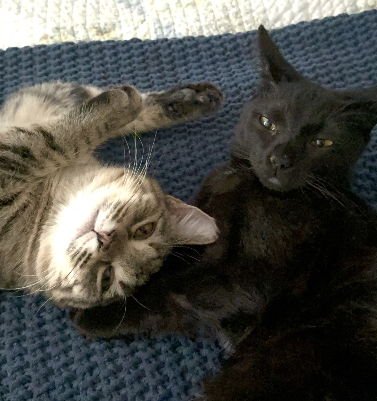 Coco & Fifi (bonded pair)  Domestic Short Hair (short coat) Female