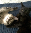 Coco & Fifi (bonded pair) - Photo 1