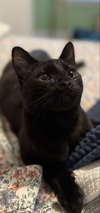 Toto & Whimsy (bonded pair) - Photo 2