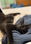 Toto & Whimsy (bonded pair) - Photo 4