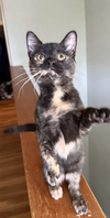 Toto & Whimsy (bonded pair) - Photo 3