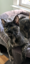 Toto & Whimsy (bonded pair) - Photo 5