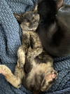 Toto & Whimsy (bonded pair) - Photo 6