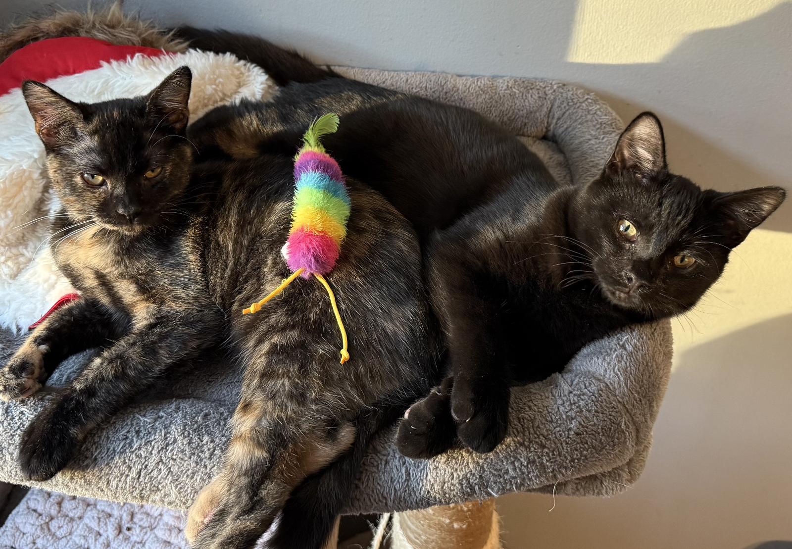 Toto & Whimsy (bonded pair)  Domestic Short Hair (short coat) Female