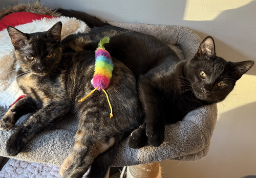 picture of the cat needing adoption