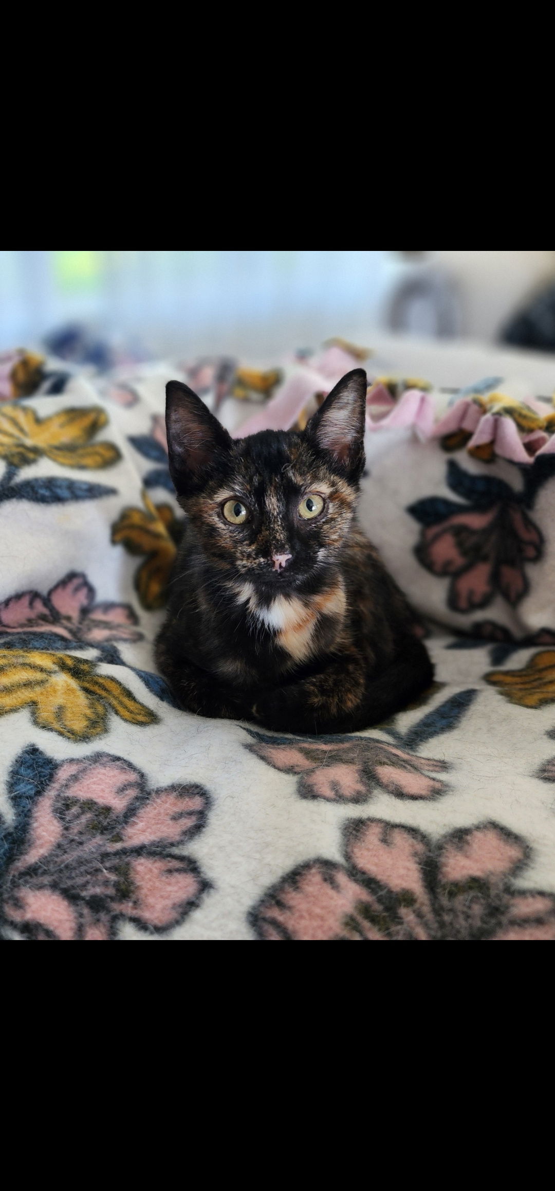 Milkshake  Domestic Short Hair (short coat) Female