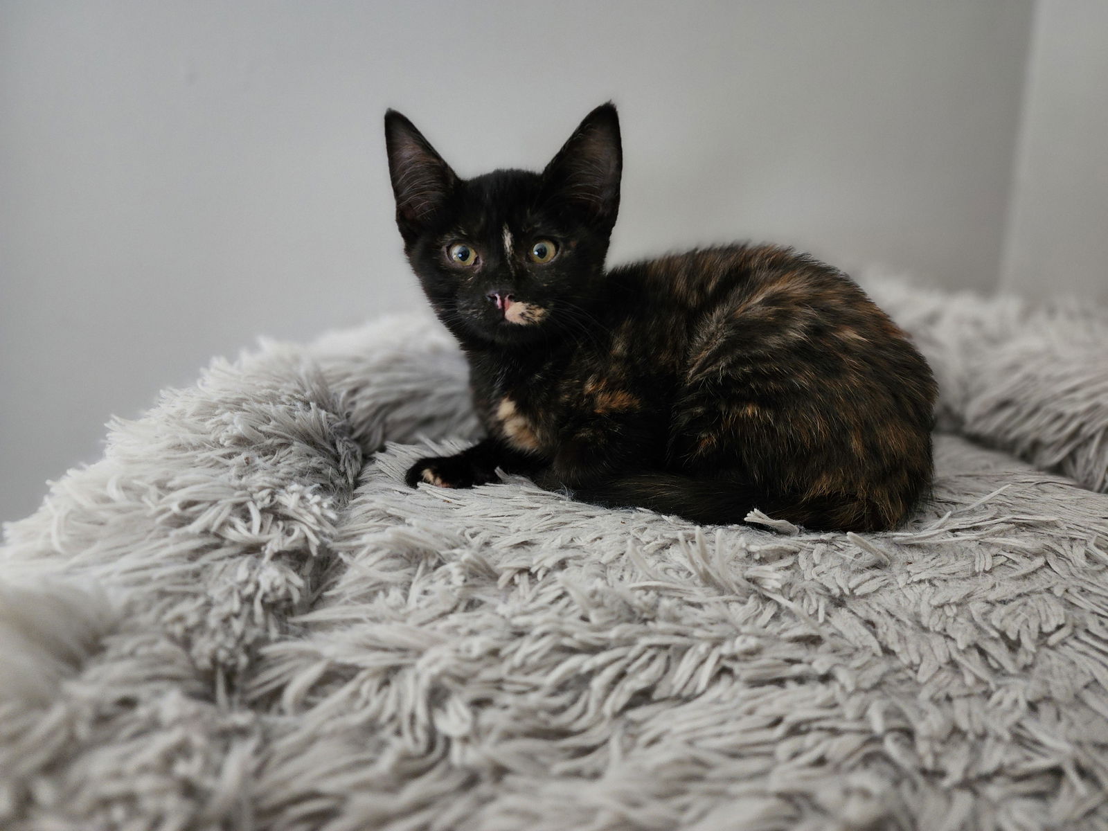 Hot Fudge  Domestic Short Hair (short coat) Female