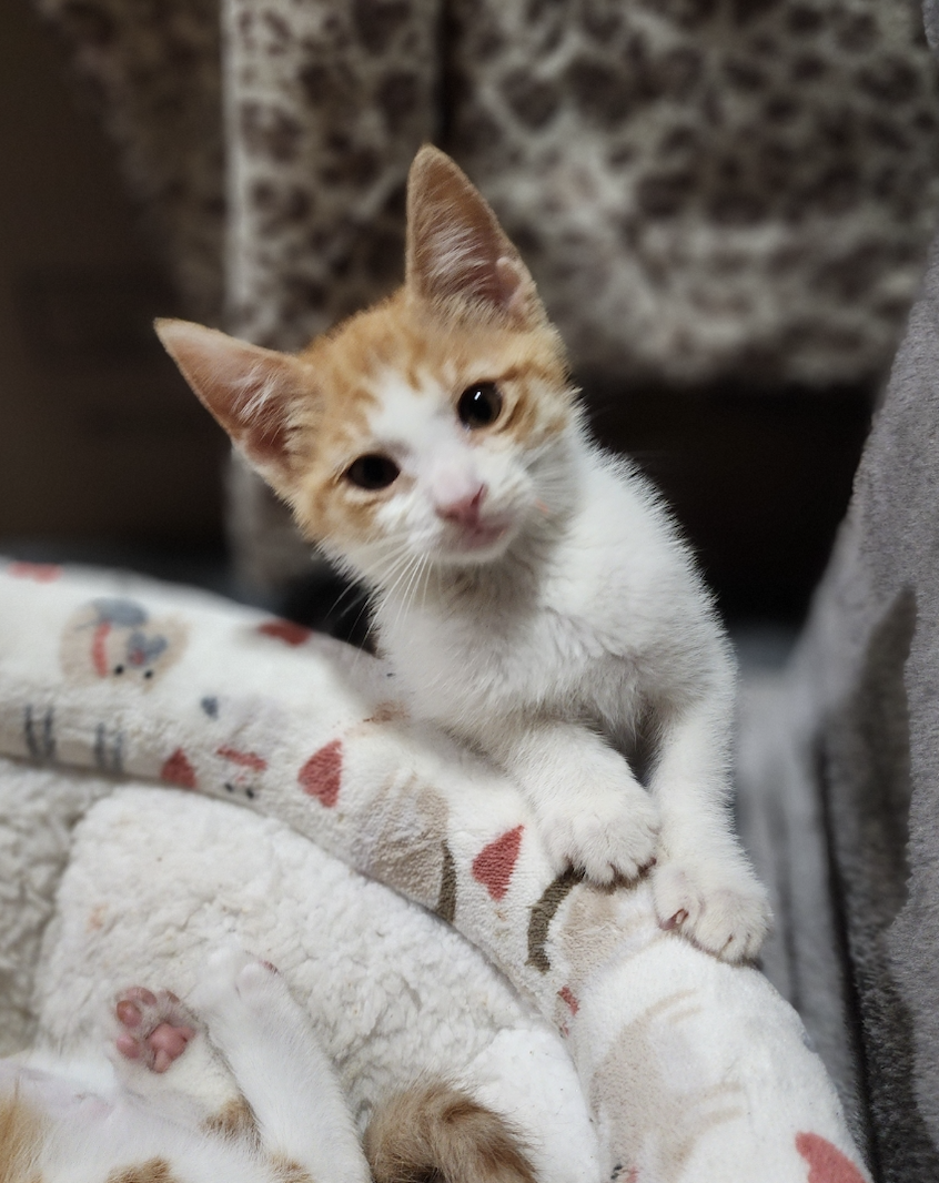 Whipped Cream  Domestic Short Hair (short coat) Female