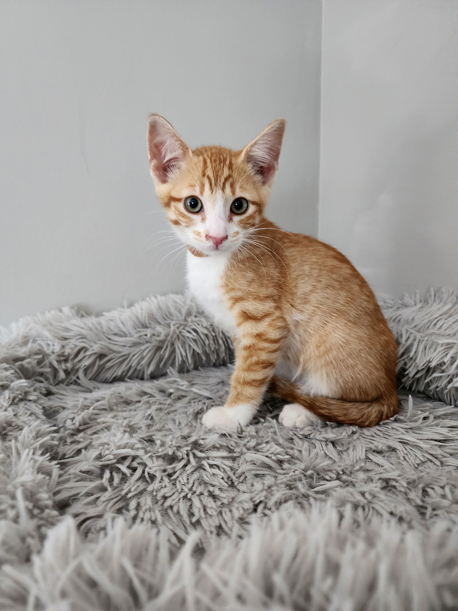 Cookie Dough  Domestic Short Hair (short coat) Male