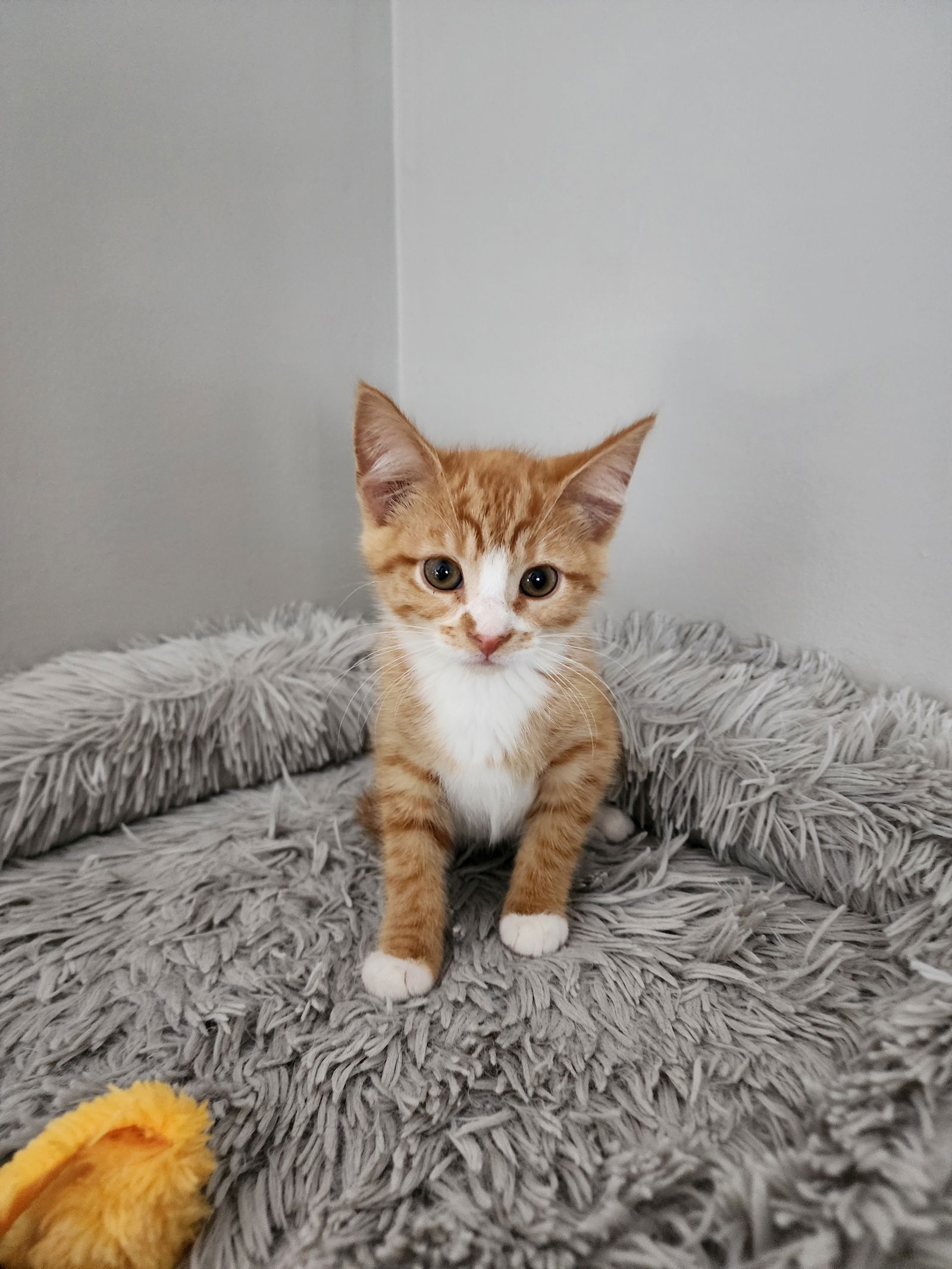 Butterscotch  Domestic Short Hair (short coat) Female