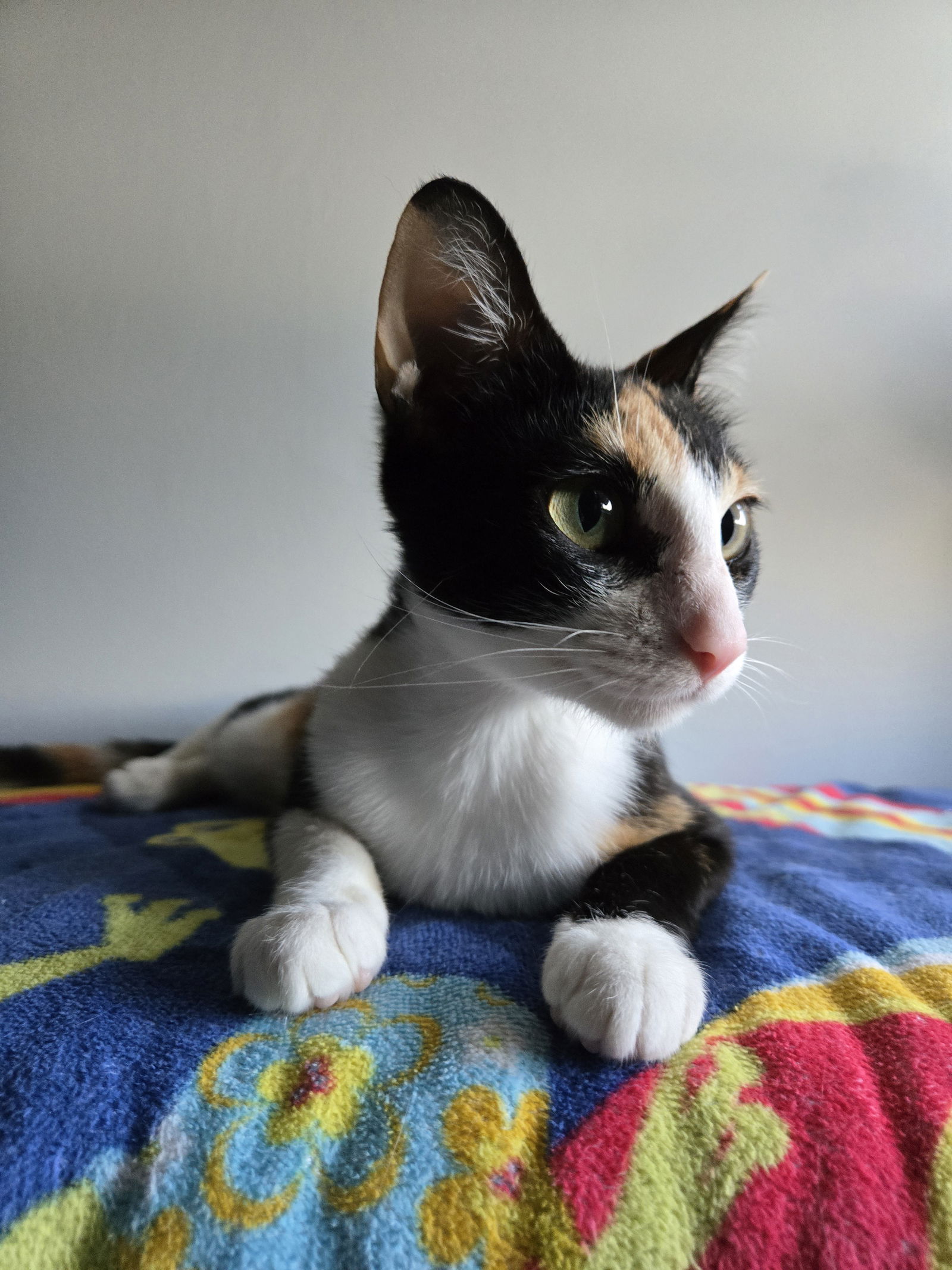 Winnie  Domestic Short Hair (short coat) Female