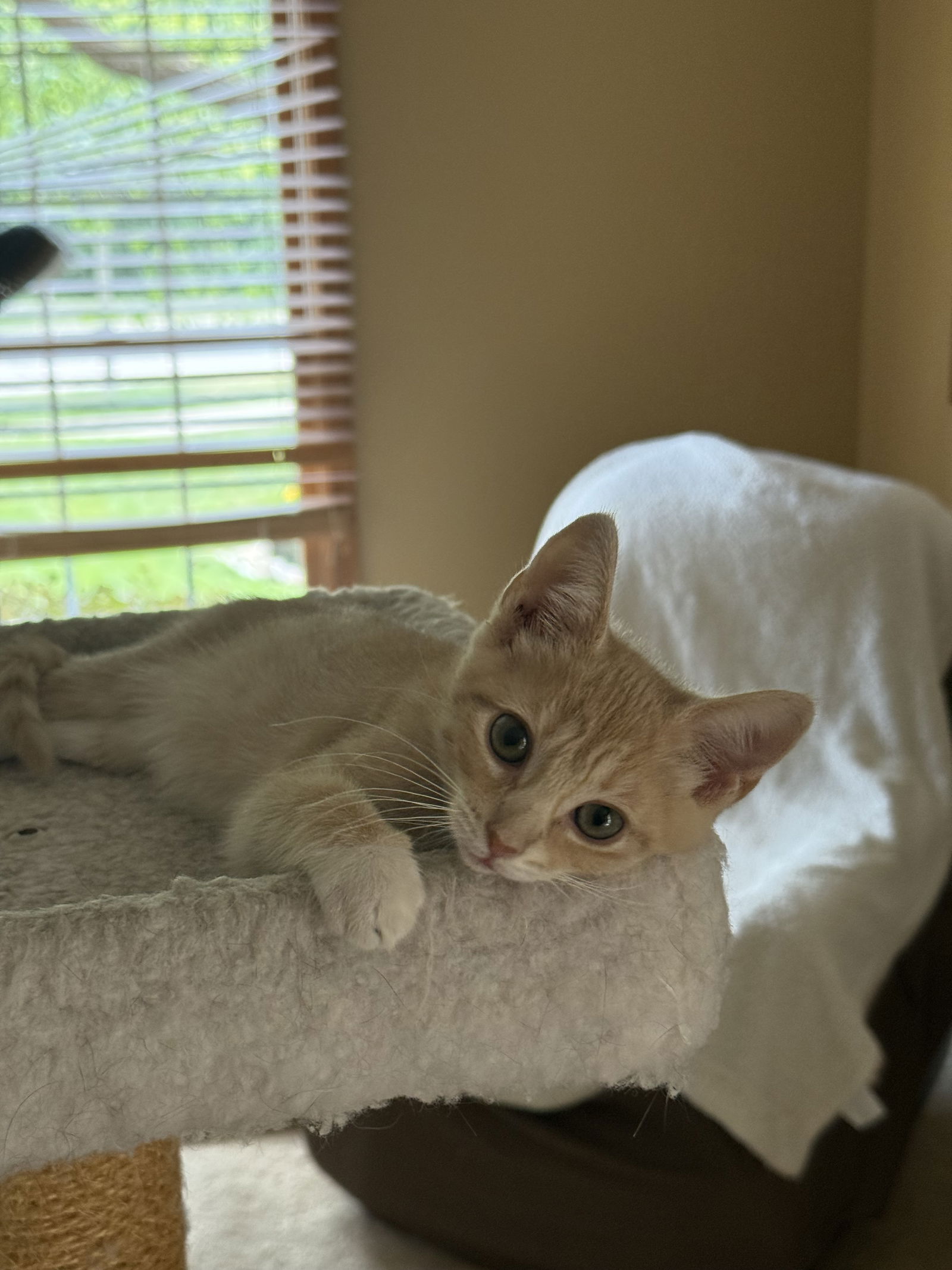 Ellie  Domestic Short Hair (short coat) Female