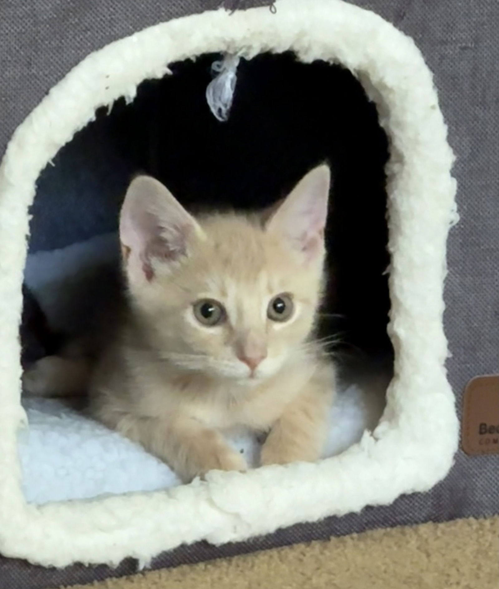 Lucas  Domestic Short Hair (short coat) Male