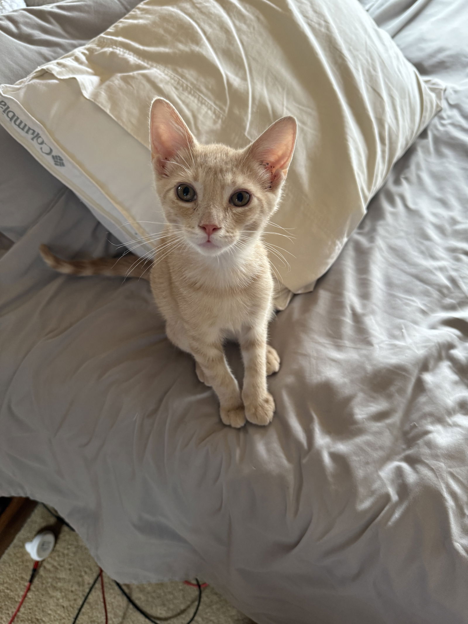 Lucas  Domestic Short Hair (short coat) Male