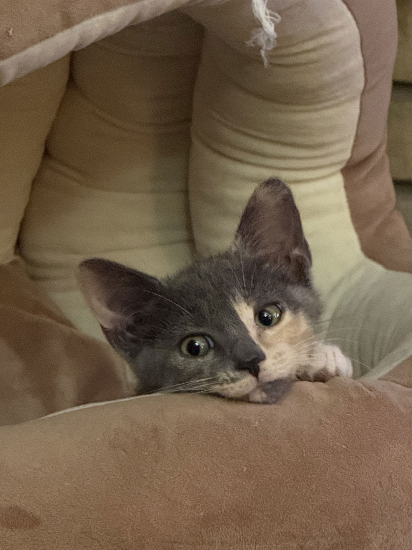Ainsley  Domestic Short Hair (short coat) Female