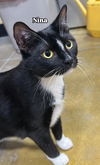 Nina & Spade (*bonded pair)