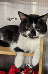 Nina & Spade (*bonded pair)