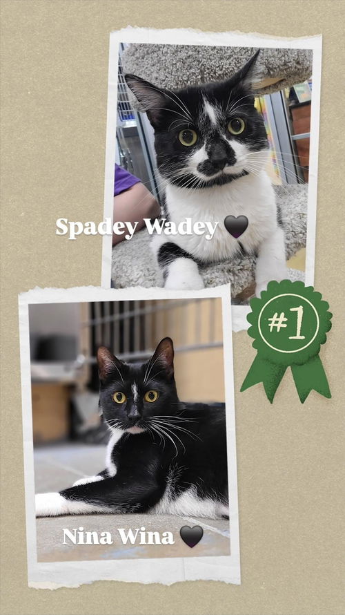 Nina & Spade (*bonded pair)