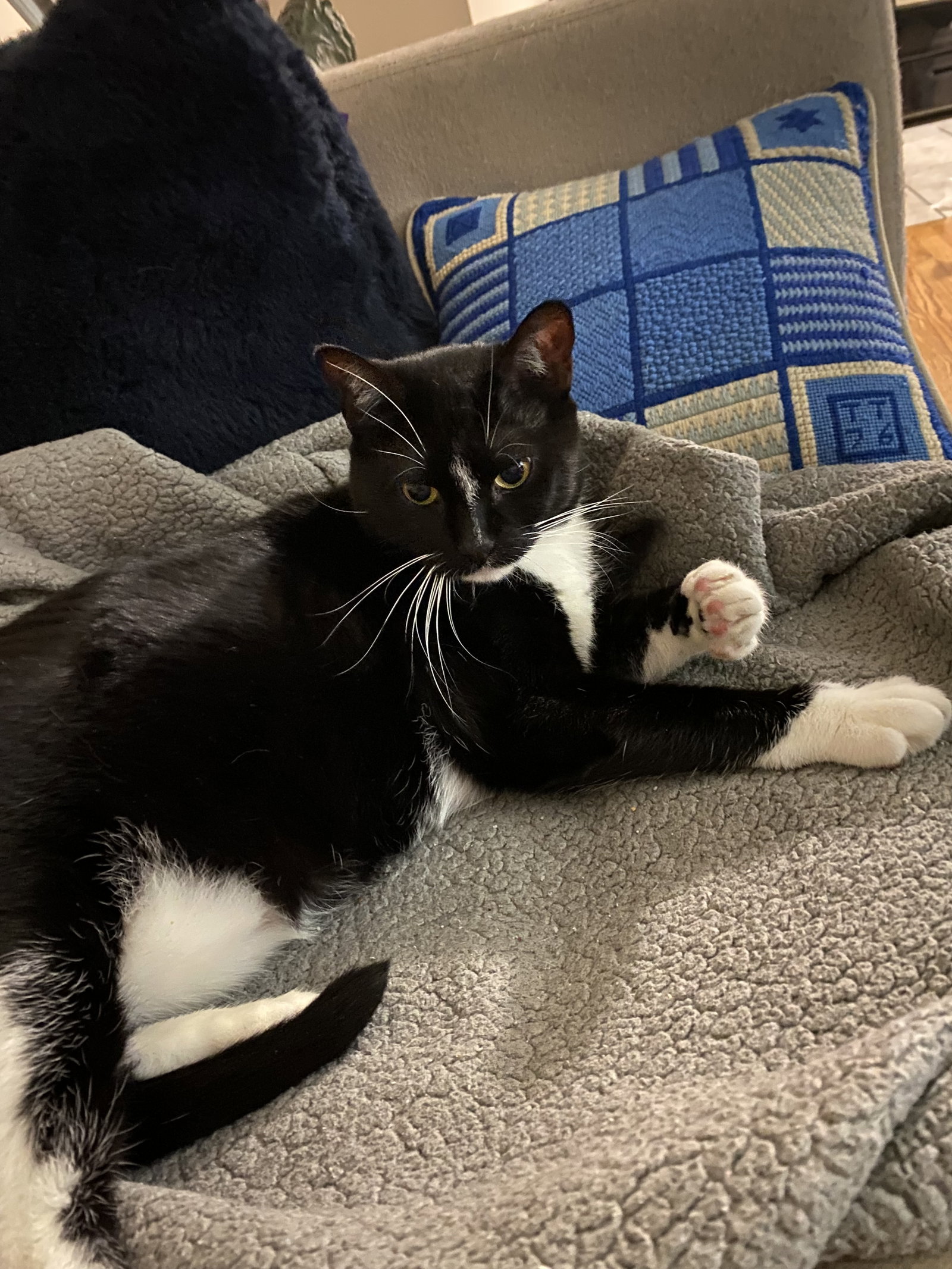 Nina  Domestic Short Hair (short coat) Female