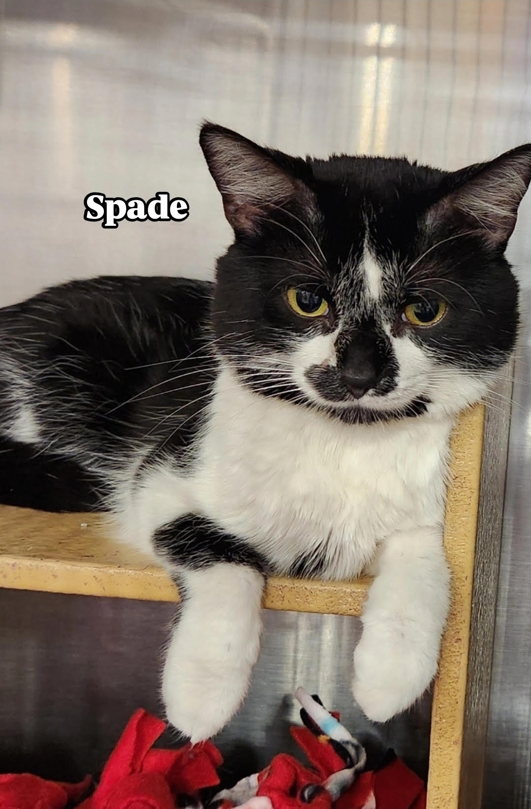 Spade  Domestic Short Hair (short coat) Male