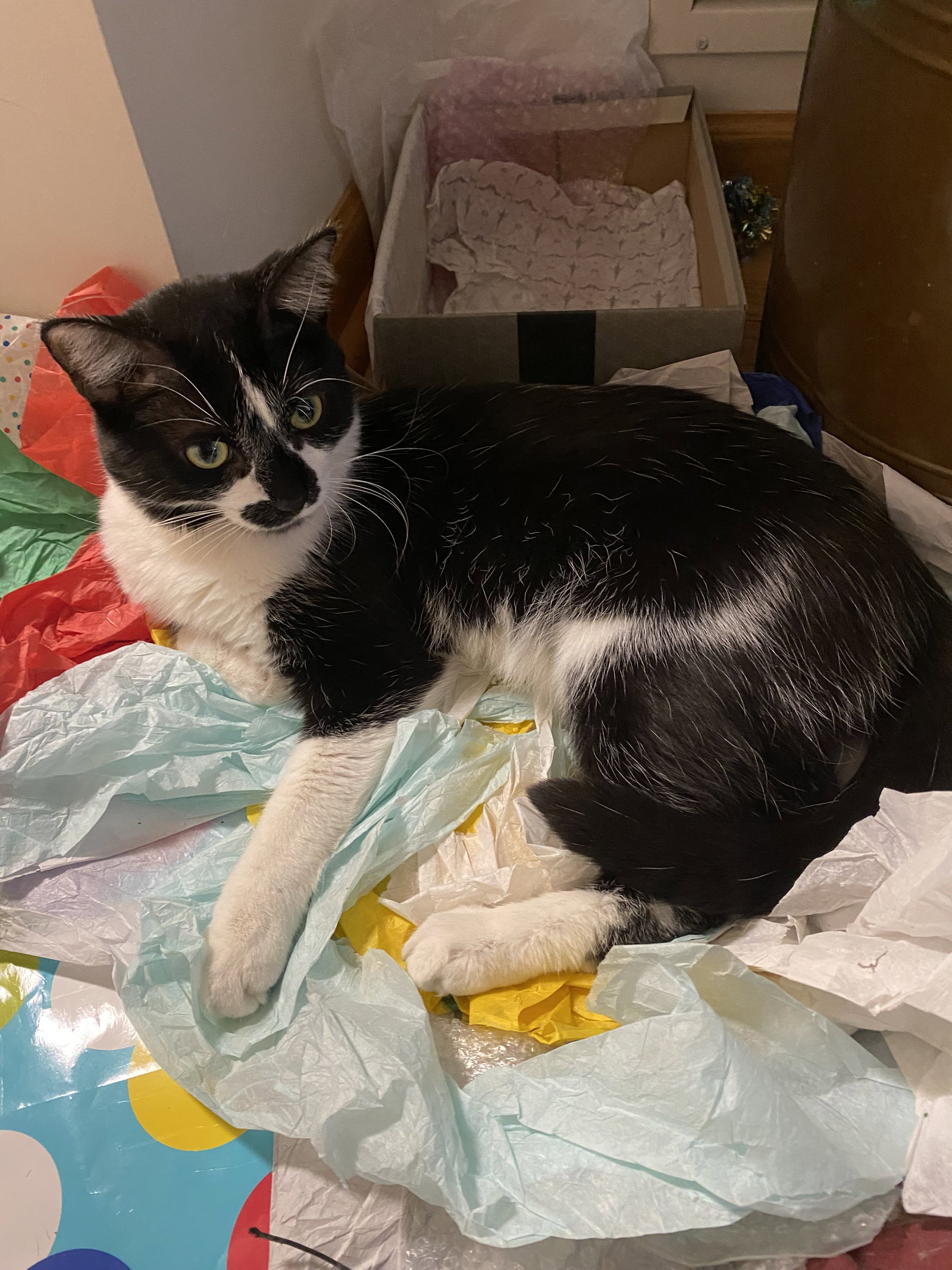 Spade  Domestic Short Hair (short coat) Male