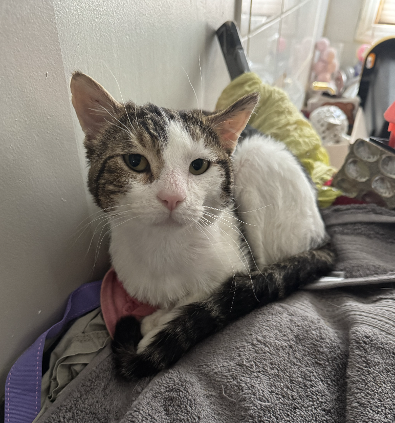 Kayl  Domestic Short Hair (short coat) Male