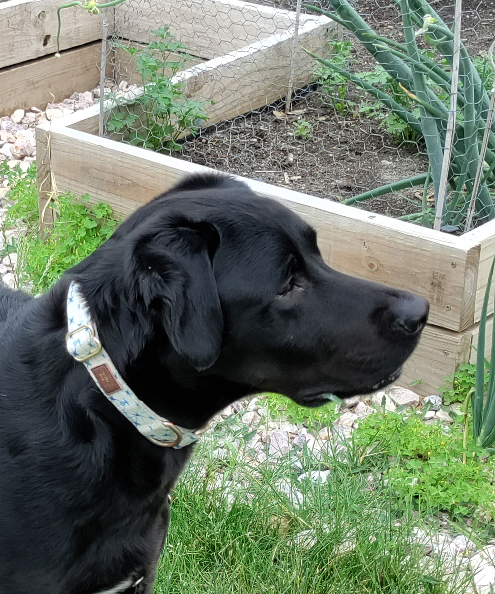 Rayo Large Labrador Retriever / Mixed (medium coat) Male